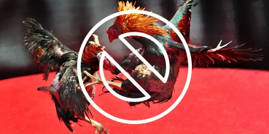 Cayetano to House: Don’t railroad passage of second e-sabong franchise